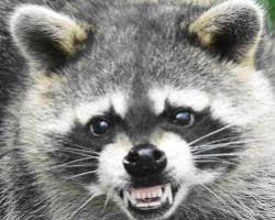 Racoon Control